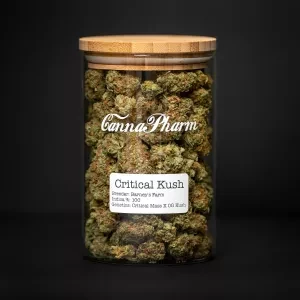 Critical Kush 28g (Cannabis Cup Award Winner)